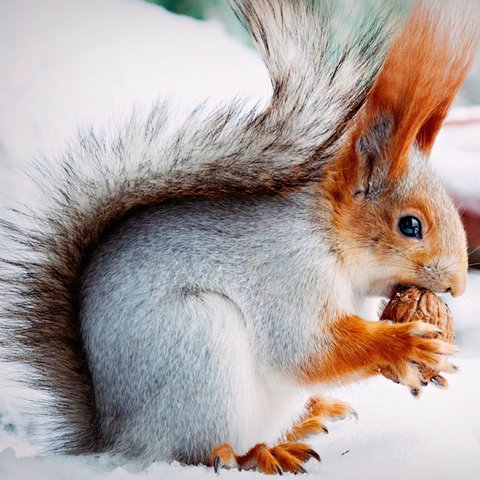 Eichhörnchen im Schnee