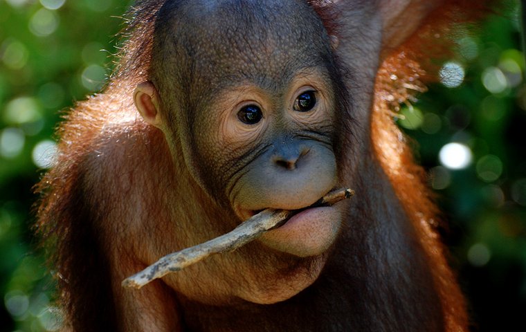 Junger Orang-Utan Junger Orang-Utan