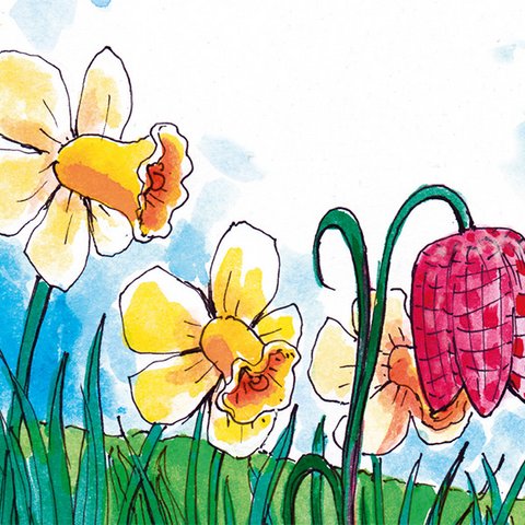 Narzissen und Schachbrettblume