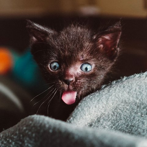 Junge Katze Schwarze junge Katze