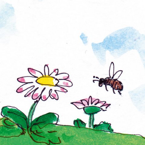 Biene fliegt über Gänseblümchen.