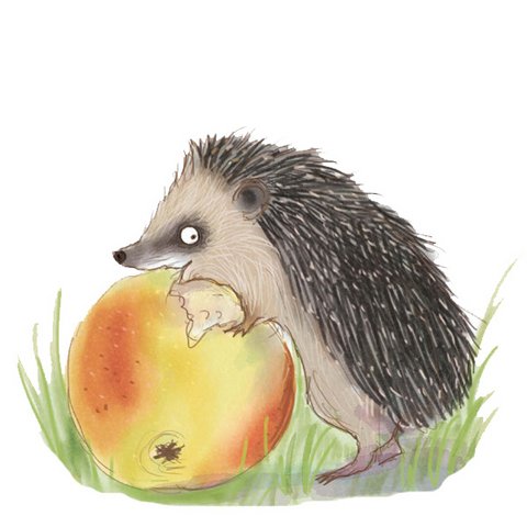 Igel mit Apfel