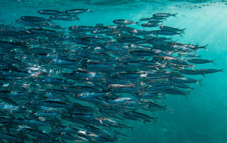 Fischschwarm in türkisem Wasser