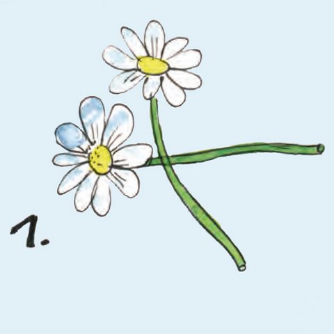 Zwei Margheriten mit übereinandergelegten Stielen