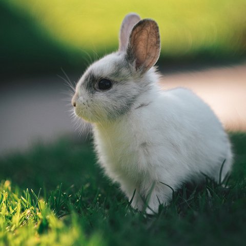 Kaninchen Weißes Zwergkaninchen