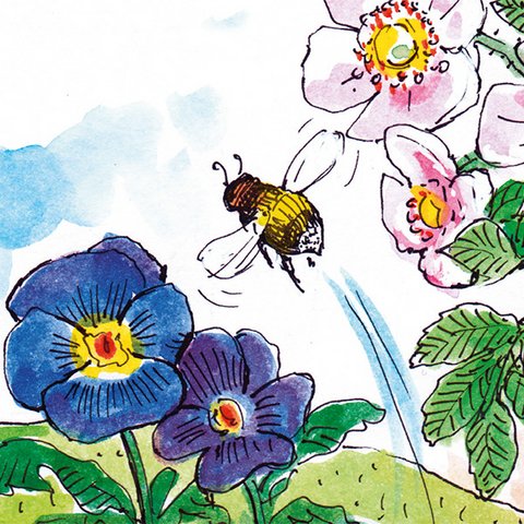 Hummel mit Stiefmütterchen und Rosenblüten