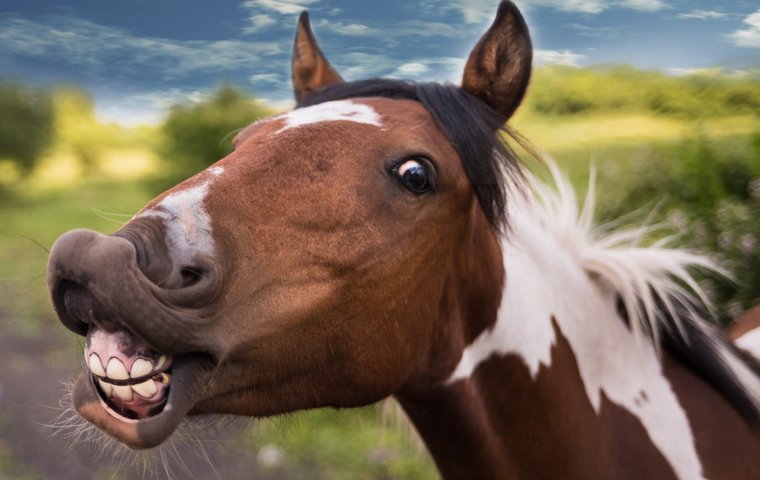 Lachendes Pferd