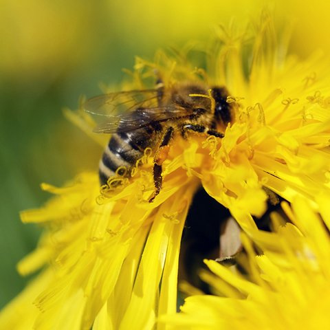 Löwenzahnblüte mit Biene