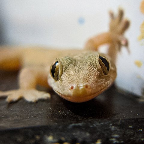 Gecko Oranger Gecko von vorne