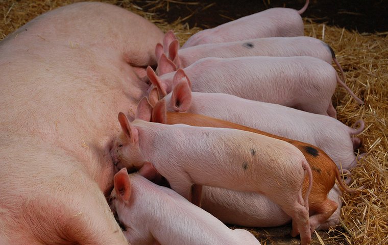 Saumäßig gute Spürnase Sau mit säugenden Ferkeln