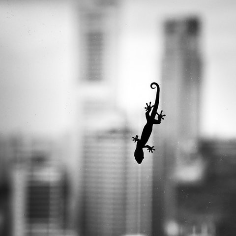 Gecko Gecko kopfüber auf Fensterscheibe