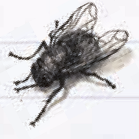 Schwarze Fliege