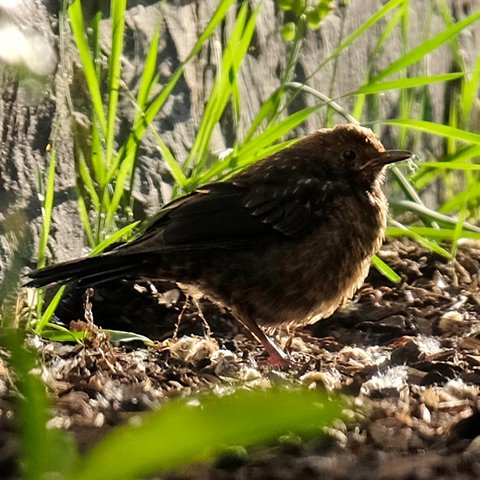 Junge Amsel