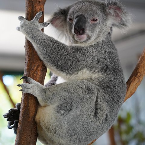 Koala-Bär krallt sich an Ast.