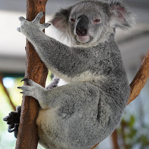 Koala-Bär Koala-Bär krallt sich an Ast.