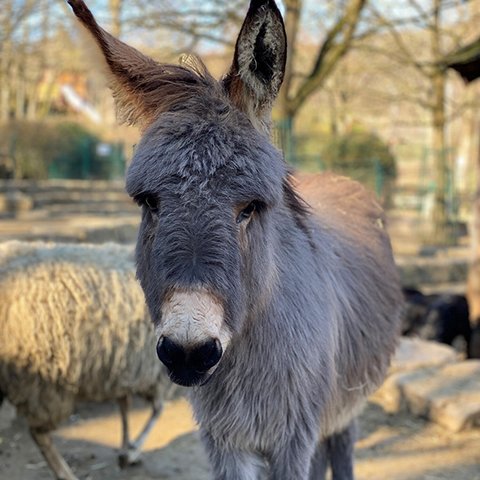 Sturer, kluger Esel Grauer Esel im Opelzoo Kronberg