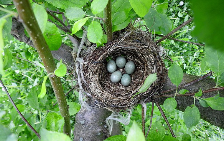 Vogelnest mit 5 türkisen Eiern