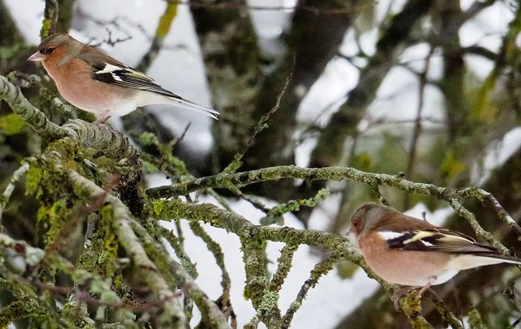 Buchfinken in Strauch 