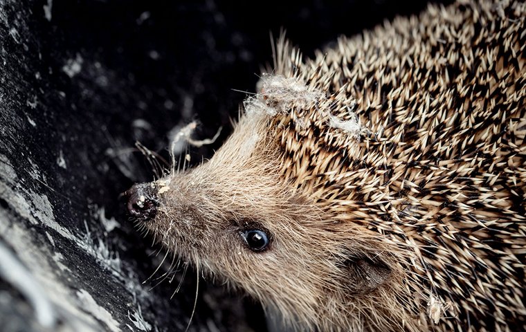 Igel schnuppert an Baumrinde