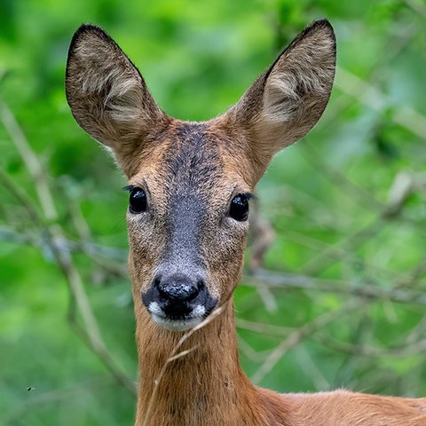 Kopf von weiblichem Reh vor grünem Hintergrund