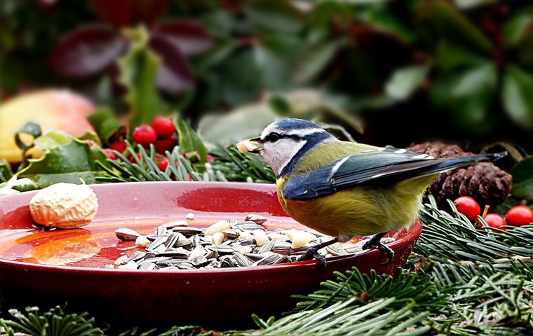 Vögel im Winter Blaumeise an Futterstelle