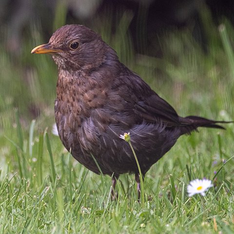 Amselweibchen auf Wiese
