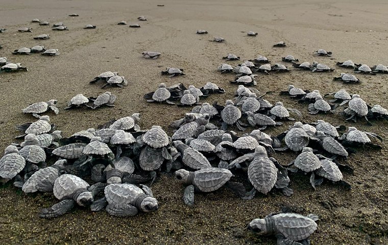 Frisch geschlüpfte Schildkröten