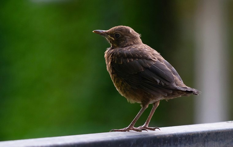 Junge Amsel