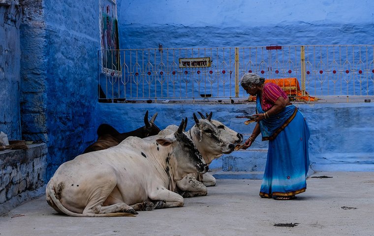 Indische Frau füttert liegende Kühe vor blauem Gebäude.