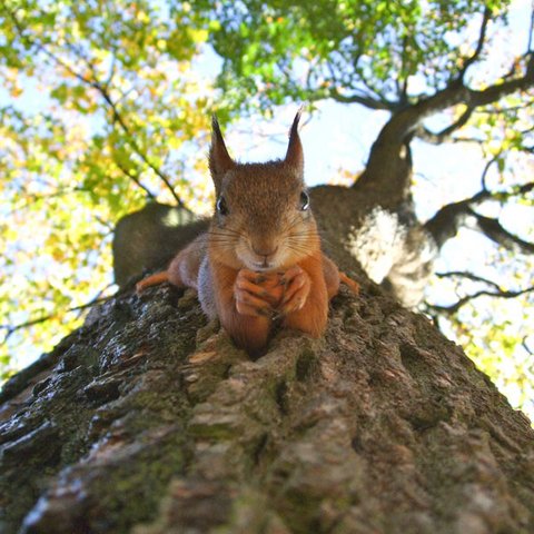 Eichhörnchen auf Baum