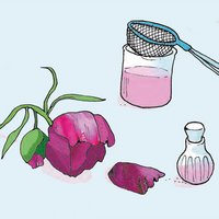 Dunkelrote Pfingstrose, Blütenblatt, Glas mit Sieb und kleine Glasflasche.