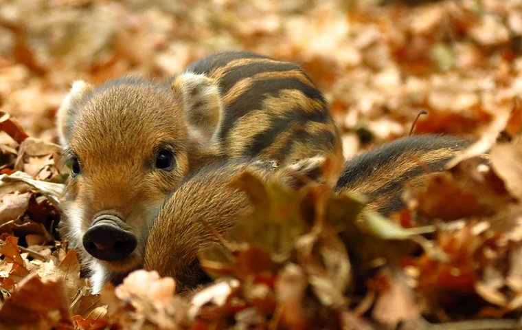 Saumäßig gute Spürnase Zwei junge Wildschweine im Laub