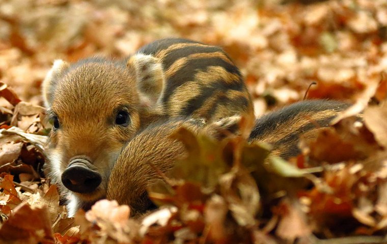 Zwei junge Wildschweine im Laub