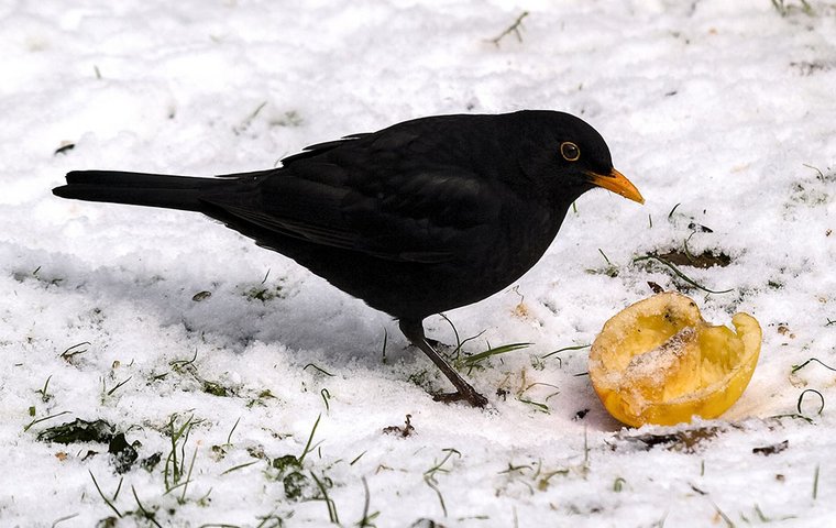 Vögel im Winter Amsel mit Fallobst im Schnee