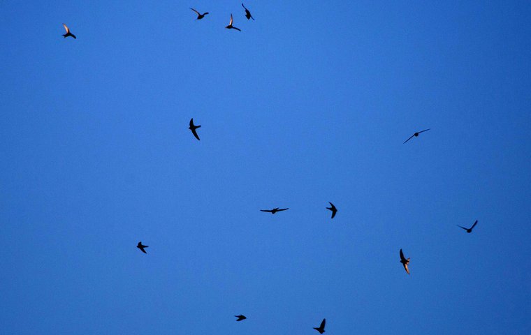 Mauersegler Fliegende Mauersegler