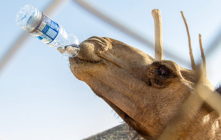 Kamel trinkt aus Wasserflasche