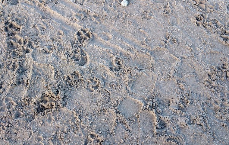 Hundespuren Spuren im Sand