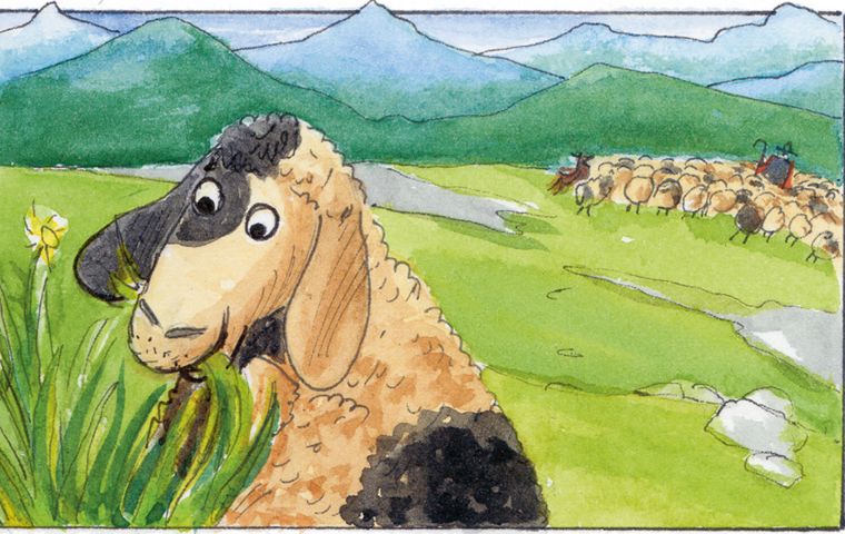 Schwarz-weiß gemustertes Schaf frrisst Gras. Grüne Wiese mit Bach, Schafherde und Bergen im Hintergrund.