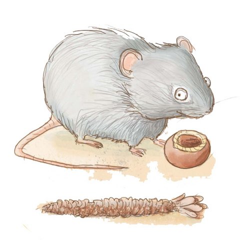 Maus Maus mit aufgenagter Nuss und abgenagtem Fichtenzapfen