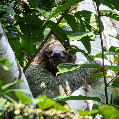 Faultier sitzt unter Blättern versteckt im Baum.