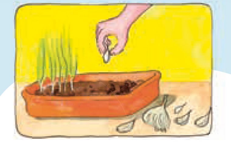 Knoblauchzehen in Schale mit Erde und Knoblauchgrün stecken.