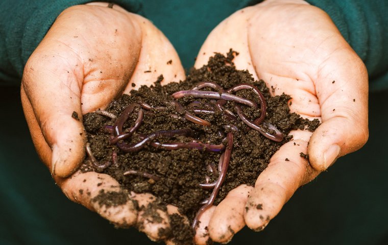 Tierische Müllabfuhr Eine Handvoll Erde mit Regenwürmern