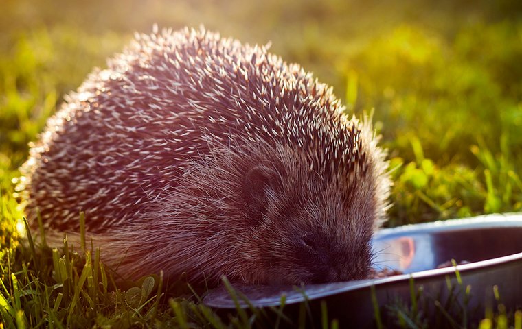 Igel frisst aus Futterschale