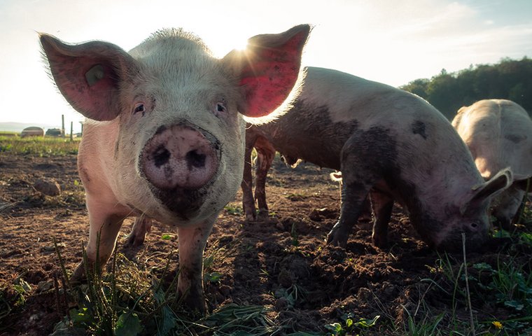 Saumäßig gute Spürnase Schweine im Matsch