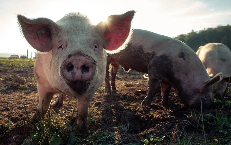 Schweine im Matsch