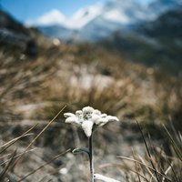Edelweiss vor unscharfem Bergpanorama