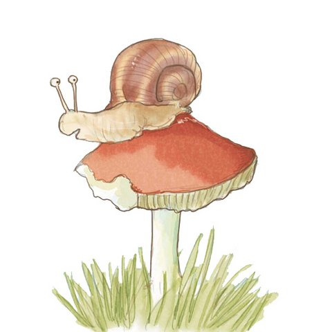 Schnecke Schnecke auf Pilz
